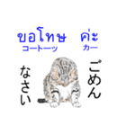 タイ語ニャンズ 5（個別スタンプ：29）