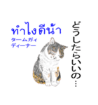 タイ語ニャンズ 5（個別スタンプ：33）