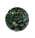 多肉植物とお花の大人キュートなスタンプ（個別スタンプ：3）