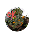 多肉植物とお花の大人キュートなスタンプ（個別スタンプ：6）