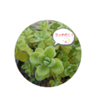 多肉植物とお花の大人キュートなスタンプ（個別スタンプ：7）