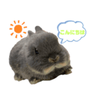 うさぎのもこちゃんᕱ⑅ᕱ♥（個別スタンプ：1）