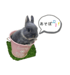 うさぎのもこちゃんᕱ⑅ᕱ♥（個別スタンプ：4）