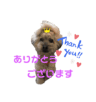 トイプードルのゆずとすずめ3（個別スタンプ：5）