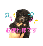 トイプードルのゆずとすずめ3（個別スタンプ：8）