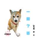 四字熟語のお勉強 レベル 小 ⅱ（個別スタンプ：1）