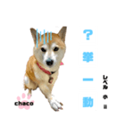 四字熟語のお勉強 レベル 小 ⅱ（個別スタンプ：3）