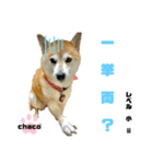四字熟語のお勉強 レベル 小 ⅱ（個別スタンプ：4）