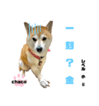 四字熟語のお勉強 レベル 小 ⅱ（個別スタンプ：5）