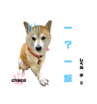 四字熟語のお勉強 レベル 小 ⅱ（個別スタンプ：6）