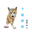 四字熟語のお勉強 レベル 小 ⅱ（個別スタンプ：7）
