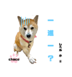 四字熟語のお勉強 レベル 小 ⅱ（個別スタンプ：8）