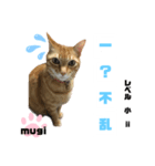 四字熟語のお勉強 レベル 小 ⅱ（個別スタンプ：10）