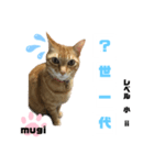 四字熟語のお勉強 レベル 小 ⅱ（個別スタンプ：11）