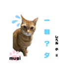 四字熟語のお勉強 レベル 小 ⅱ（個別スタンプ：13）