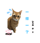 四字熟語のお勉強 レベル 小 ⅱ（個別スタンプ：16）