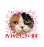 ラムとララ 猫大好きな人のスタンプ（個別スタンプ：7）
