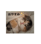 ラムとララ 猫大好きな人のスタンプ（個別スタンプ：12）