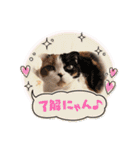 ラムとララ 猫大好きな人のスタンプ（個別スタンプ：13）