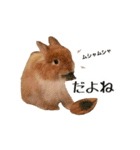 長毛うさぎジャージーウーリーのうーりぃ.（個別スタンプ：2）