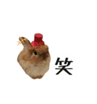 長毛うさぎジャージーウーリーのうーりぃ.（個別スタンプ：3）