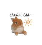 長毛うさぎジャージーウーリーのうーりぃ.（個別スタンプ：4）