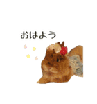 長毛うさぎジャージーウーリーのうーりぃ.（個別スタンプ：6）
