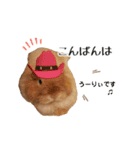 長毛うさぎジャージーウーリーのうーりぃ.（個別スタンプ：8）