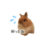 長毛うさぎジャージーウーリーのうーりぃ.（個別スタンプ：12）