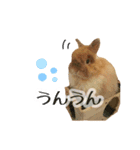 長毛うさぎジャージーウーリーのうーりぃ.（個別スタンプ：13）