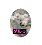 気ままなドルちゃん2（個別スタンプ：2）