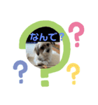 気ままなドルちゃん2（個別スタンプ：6）