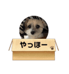 気ままなドルちゃん2（個別スタンプ：9）