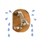 気ままなドルちゃん2（個別スタンプ：12）
