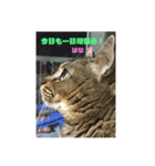 おくまはな（個別スタンプ：7）