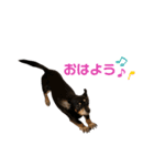 うちのルナちゃん（個別スタンプ：10）