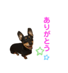 うちのルナちゃん（個別スタンプ：15）