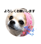 チワワのまうるバージョン（個別スタンプ：3）