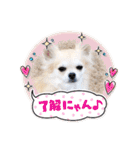 チワワのまうるバージョン（個別スタンプ：6）