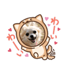チワワのまうるバージョン（個別スタンプ：10）