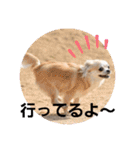 チワワのまうるバージョン（個別スタンプ：14）