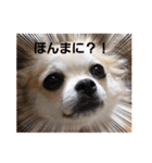 チワワのまうるバージョン（個別スタンプ：16）