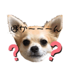 チワワのまうるバージョン（個別スタンプ：20）