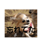 チワワのまうるバージョン（個別スタンプ：21）