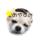 チワワのまうるバージョン（個別スタンプ：31）
