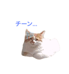 サイベリアンの子猫  バロン（個別スタンプ：1）