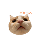 サイベリアンの子猫  バロン（個別スタンプ：2）