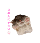 サイベリアンの子猫  バロン（個別スタンプ：3）