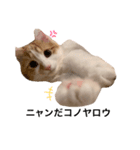 サイベリアンの子猫  バロン（個別スタンプ：4）