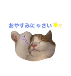 サイベリアンの子猫  バロン（個別スタンプ：5）